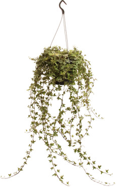 Hedera helix Ampel
