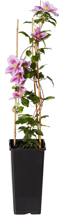 Clematis Hybriden Spezialfarben 14cm
