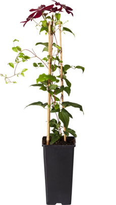 Clematis ibrida rossa 14 cm