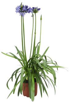 Agapanthus bleu