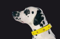 Swisspet LED Leuchthalsband FC-K900S