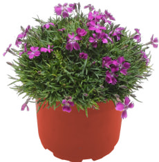Dianthus Kahori 18cm