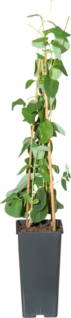 Lonicera Dropmore Scarlet 14cm