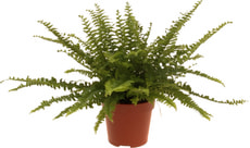 Nephrolepis Green Lady 12cm
