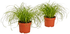 Cyperus zumula