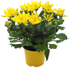 Chrys Indic. 15cm Deco UT