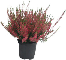 Calluna Mix 10cm