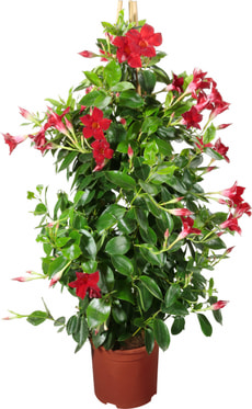 Dipladenia Pyramide