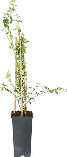 Jasminum nudiflorum 14cm