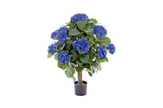 Hydrangea blau