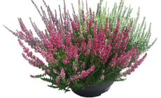 Calluna 23cm Trio Schalen