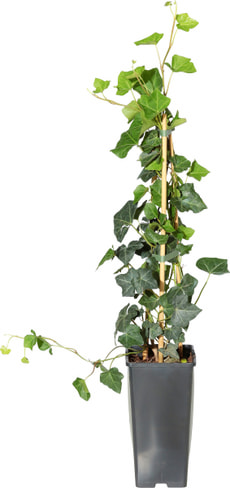 Hedera hibernica 14 cm
