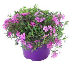 Phlox subulata 18cm