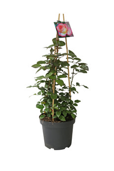 Rosiers parfumés