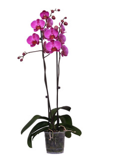 Phalaenopsis 2 Triebe violett 12cm