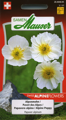 Papavero alpino