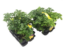 Pachysandra terminalis 6er Set