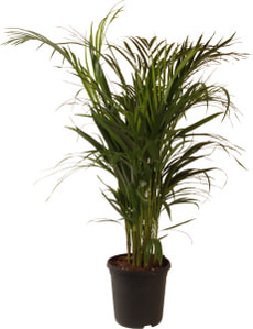 Areca Palme