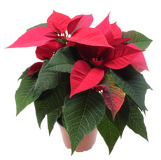 Weihnachtsstern Busch 10.5cm