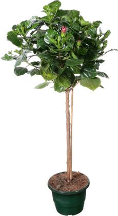 Ibiscus rosa-sinensis tipo