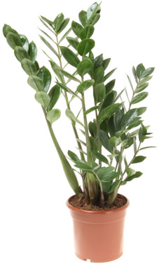 Zamioculcas