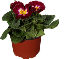 Primula 9cm