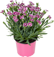 Dianthus Pink Kisses 12cm