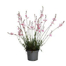 Gaura Butterfly 22cm