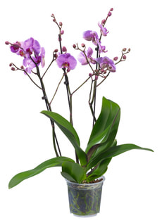 Phalaenopsis 3 Triebe 15cm