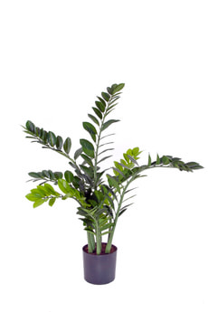Zamioculcas zamiifolia