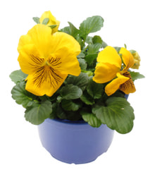 Viola wittrockiana Cats 12cm