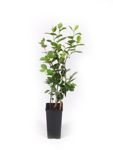 Aronia nero