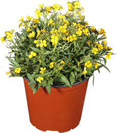 Erysimum 14cm