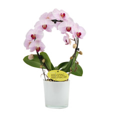 Phalaenopsis Bogen 12cm im Übertopf
