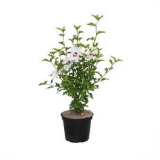 Hibiscus syr. 10l