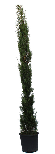 Cupressus sempervirens 125-150 12l