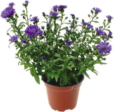 Aster dumosus 10.5cm