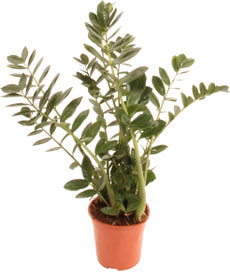Zamioculcas