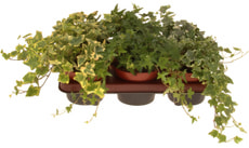 Hedera helix