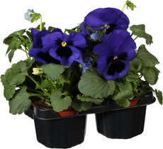 Viola wittrockiana 4pcs