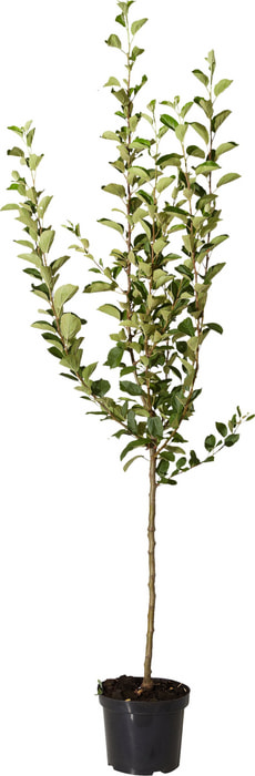 Pomme Gravenstein