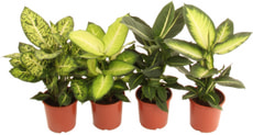 Dieffenbachia Mix 17cm