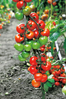 BIO pomodoro cherry 18cm