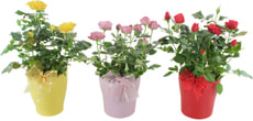 Topfrosen 12cm