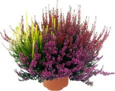 Trio de callunes 13 cm