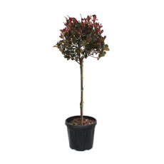 Photinia Little Red Robin Stamm 12l