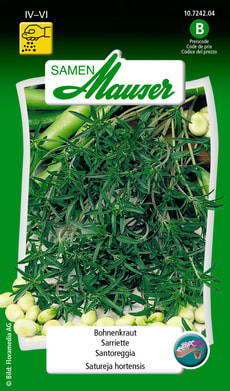 Bohnenkraut Einjährig