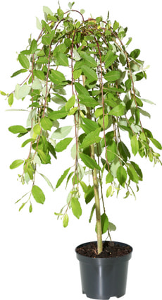Salix Caprea Pendula Stamm 19cm
