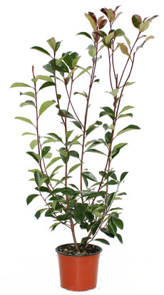 Photinia Red Robin H19cm