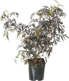 Sambucus Blake Lace 5l